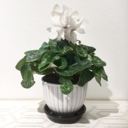 Nittsj keramik blomkruka Ytterkruka N3